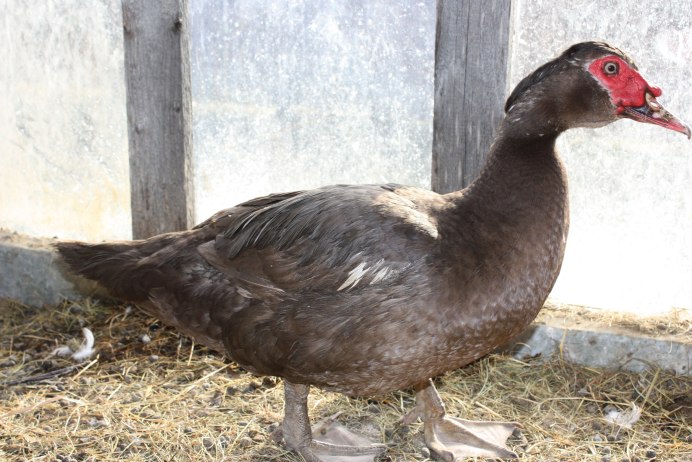 Индоутка красный бык