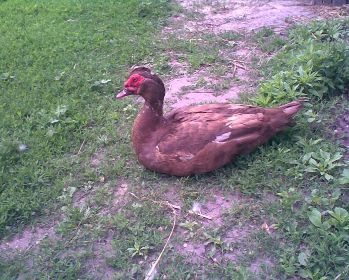 Порода мускусных уток красный бык