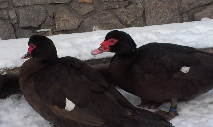 Утка с красной головой