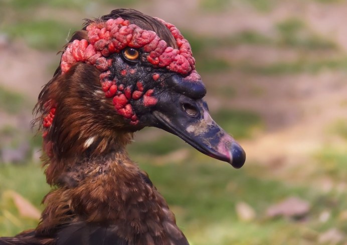 Мускусная утка красный бык