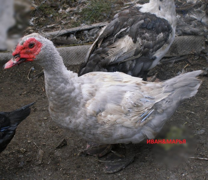 Голубая мускусная индоутка