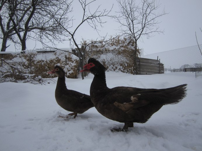 Утки мускусные красный.бык