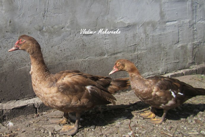 Порода индоуток красный бык