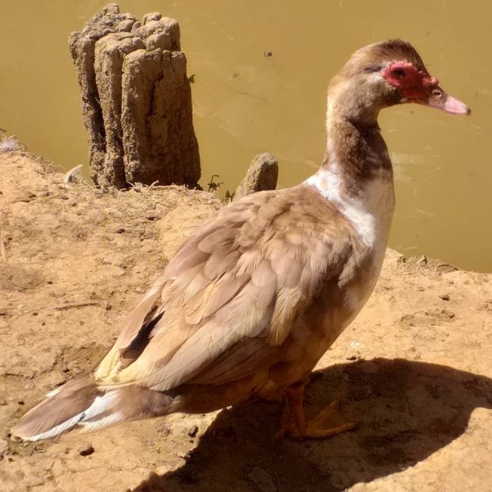 Утка без клюва прикол