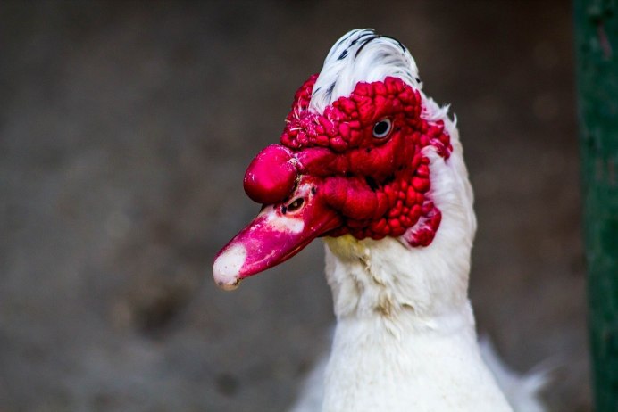 Индоутка красный бык