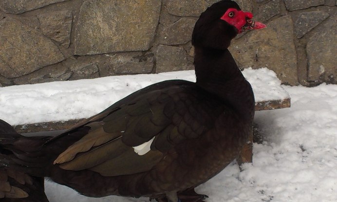 Индоутка красный бык