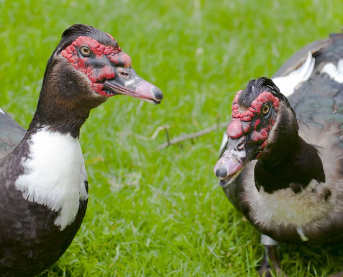 Мускусная утка и индоутка