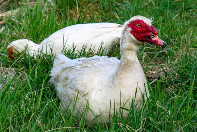 Шипун коричневый