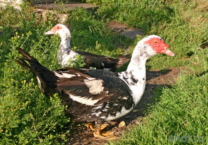 Мускусная утка самка