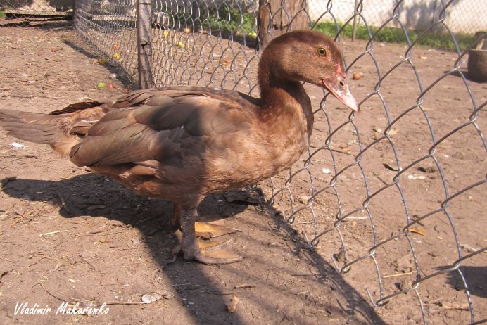 Порода индоуток красный бык