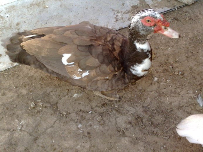 Утки мускусные красный.бык