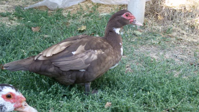 Мускусная утка коричневая