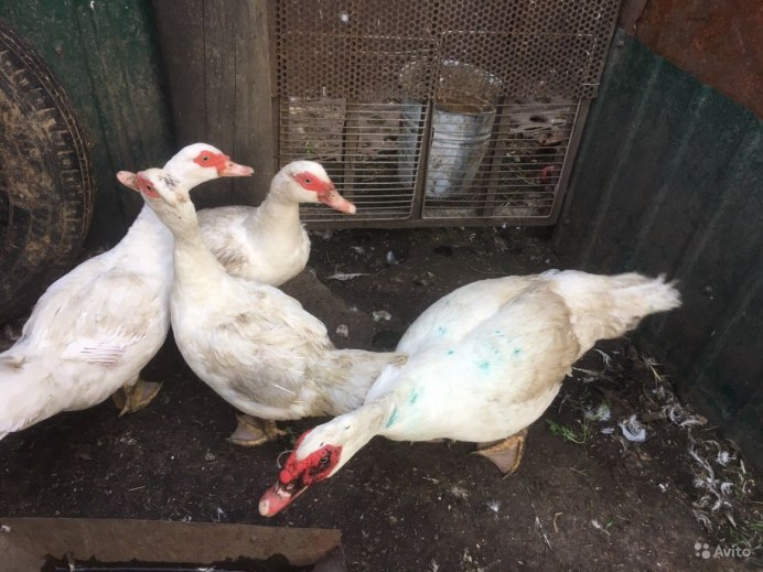 Австралийская пеганка