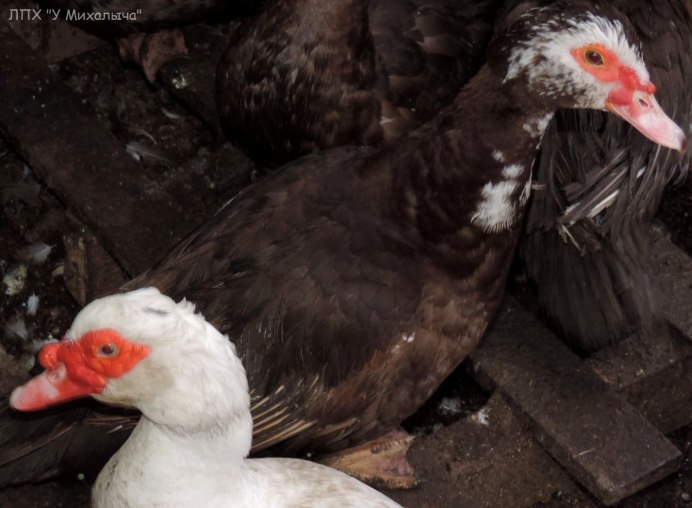 Пекинская индоутка