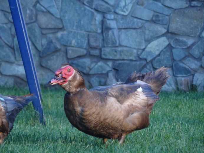 Индоутка красная мускусная