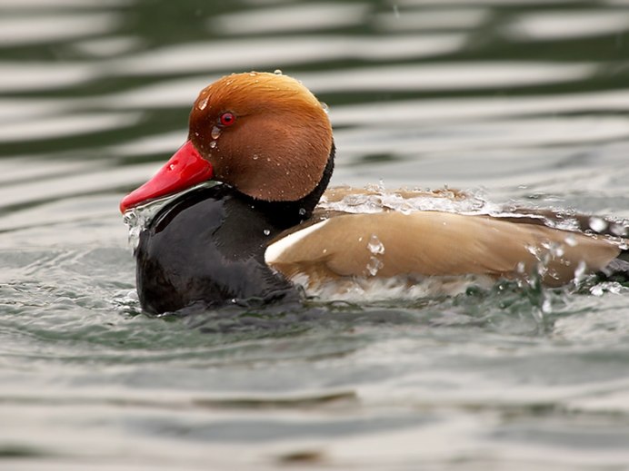 Огарь гнездо