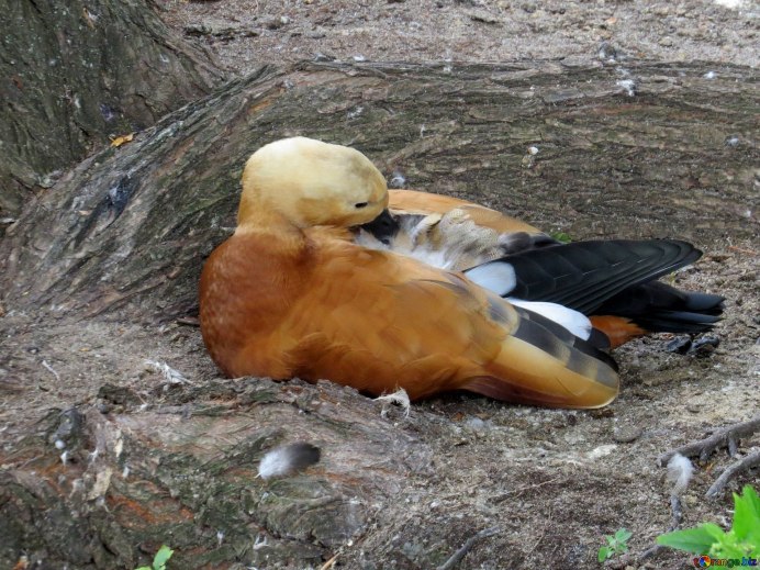 Королевская индоутка