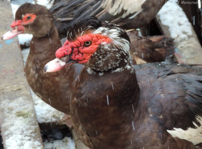 Гавайская кряква