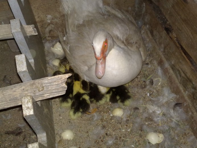 Индоутка красный бык