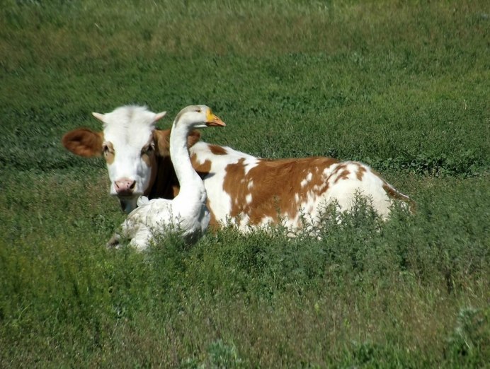Мускусная утка и индоутка