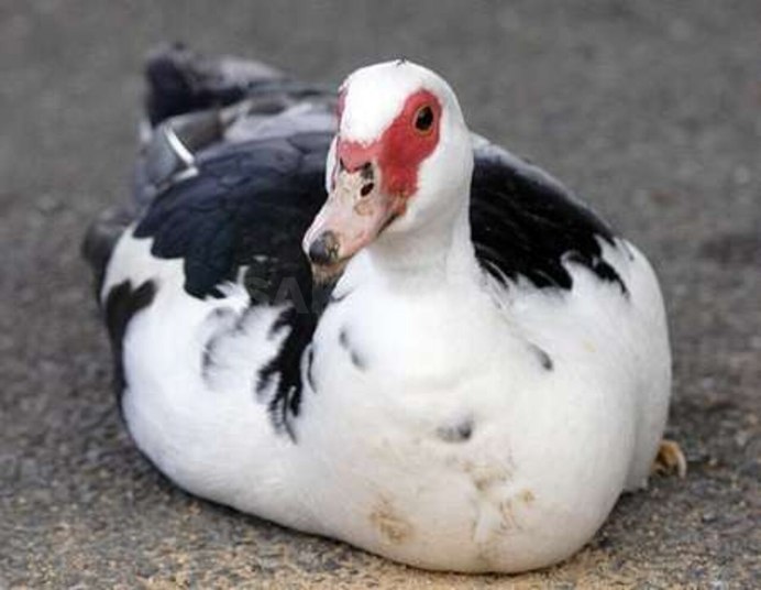 Аргентинская Озерная утка