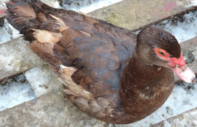 Самые красивые инда утки