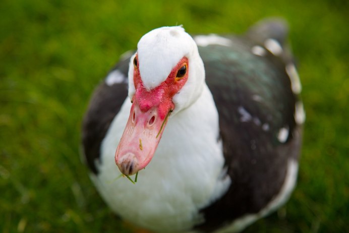 Золотой бык на Уолл стрит