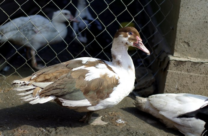 Мускусная утка