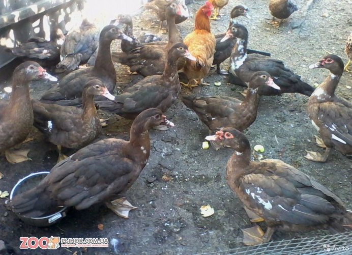 Молард сорт уток