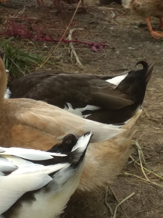 Индоутка пепельная