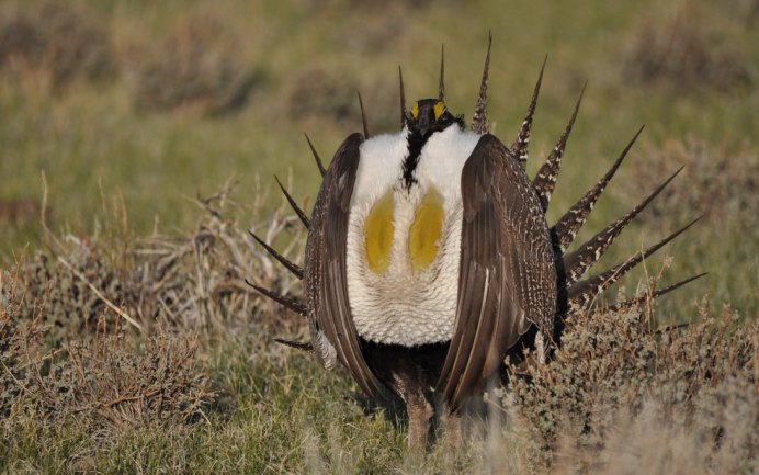 Centrocercus urophasianus