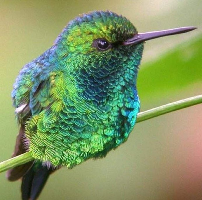 Emerald Hummingbird