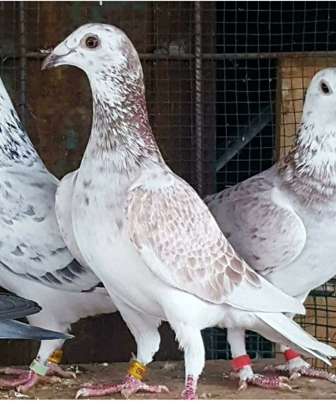 Голуби породы Богемская космоногая
