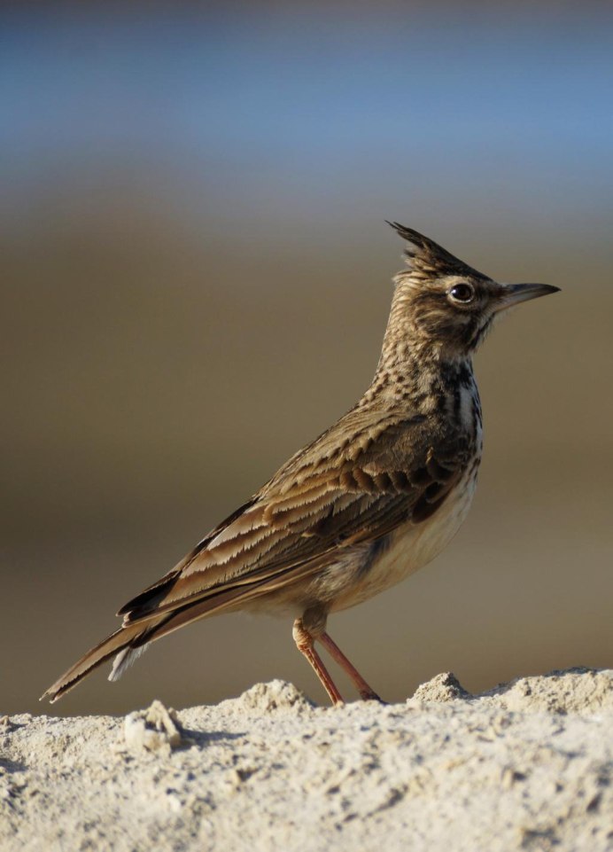 Удод Степной