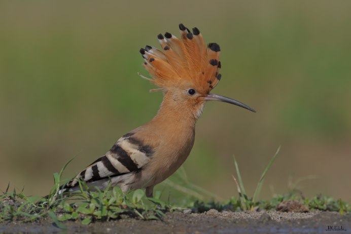 Египетский Удод