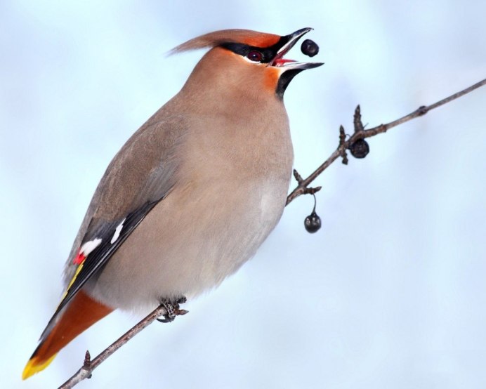 Хохлатый Удод