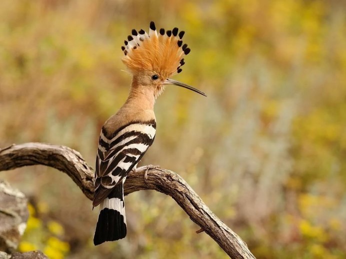 Розовый скворец