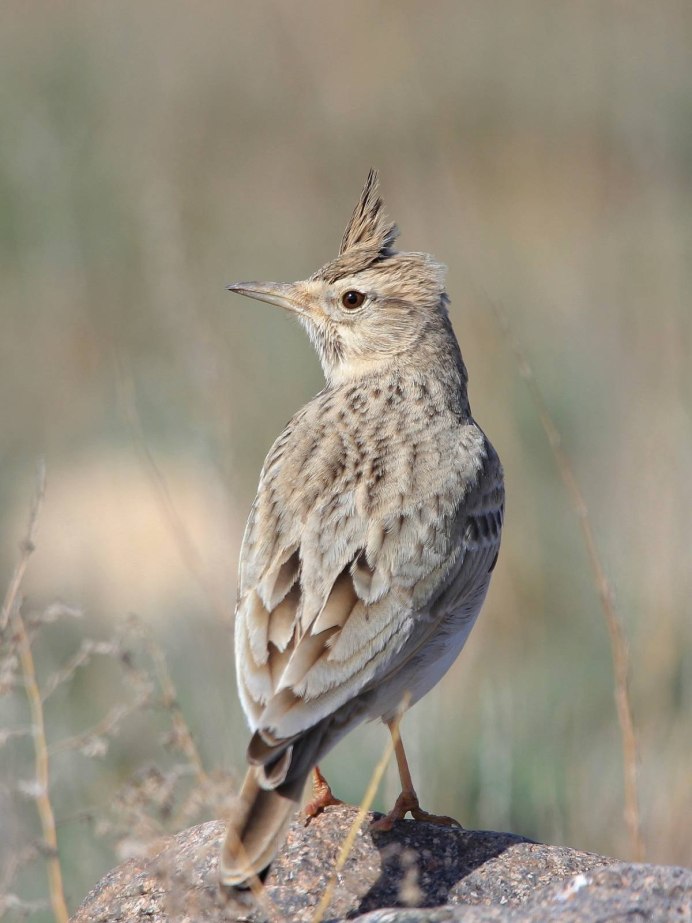 Обыкновенный хохлатый Жаворонок