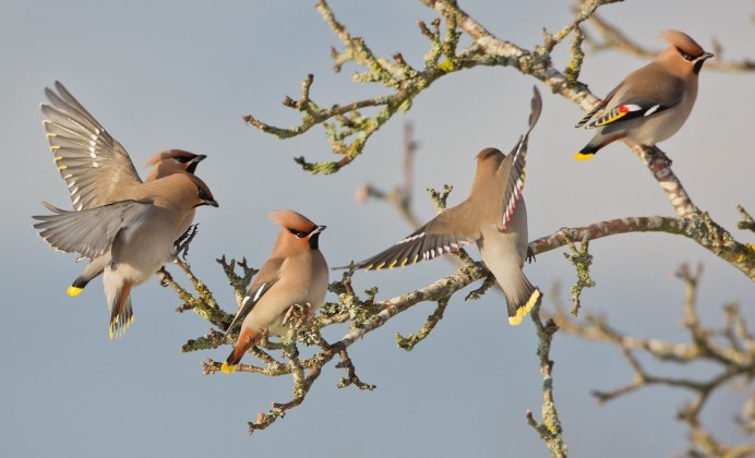 Амазонский венценосный мухоед