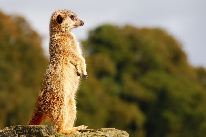 Ground Squirrel