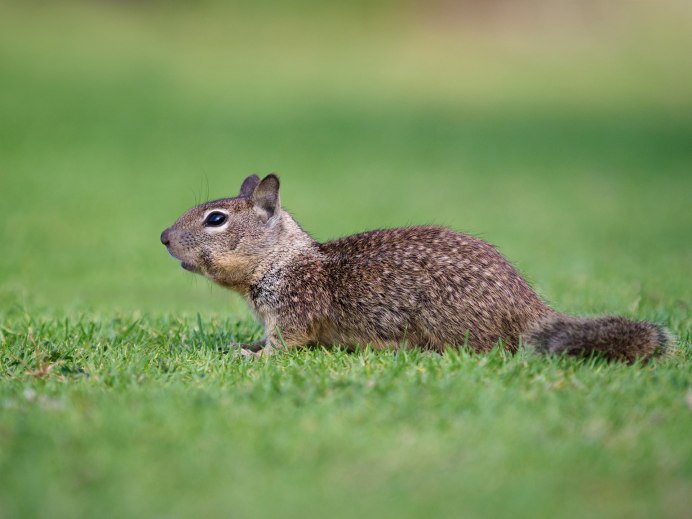 Калифорнийский суслик (Spermophilus beecheyi)