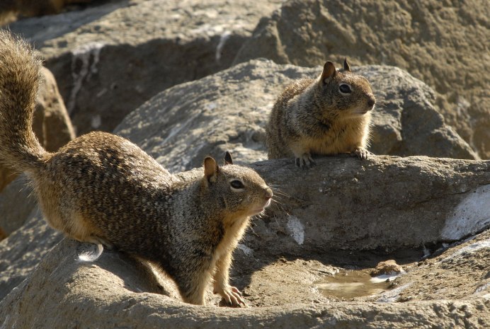 Калифорнийский суслик (Spermophilus beecheyi)