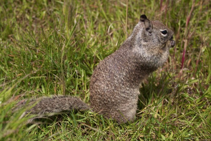 California, Rock Squirrels and ground Squirrels