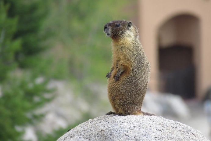 California, Rock Squirrels and ground Squirrels