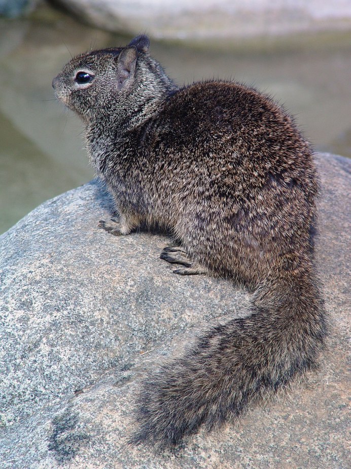 Калифорнийский суслик (Spermophilus beecheyi)