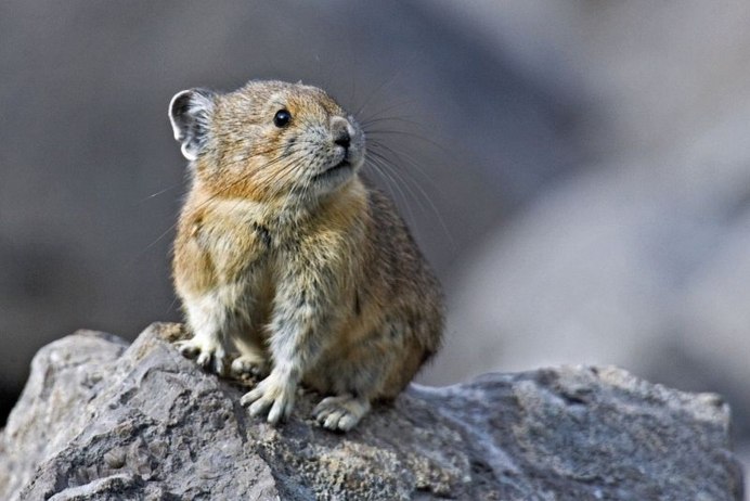 Arctic ground Squirrel