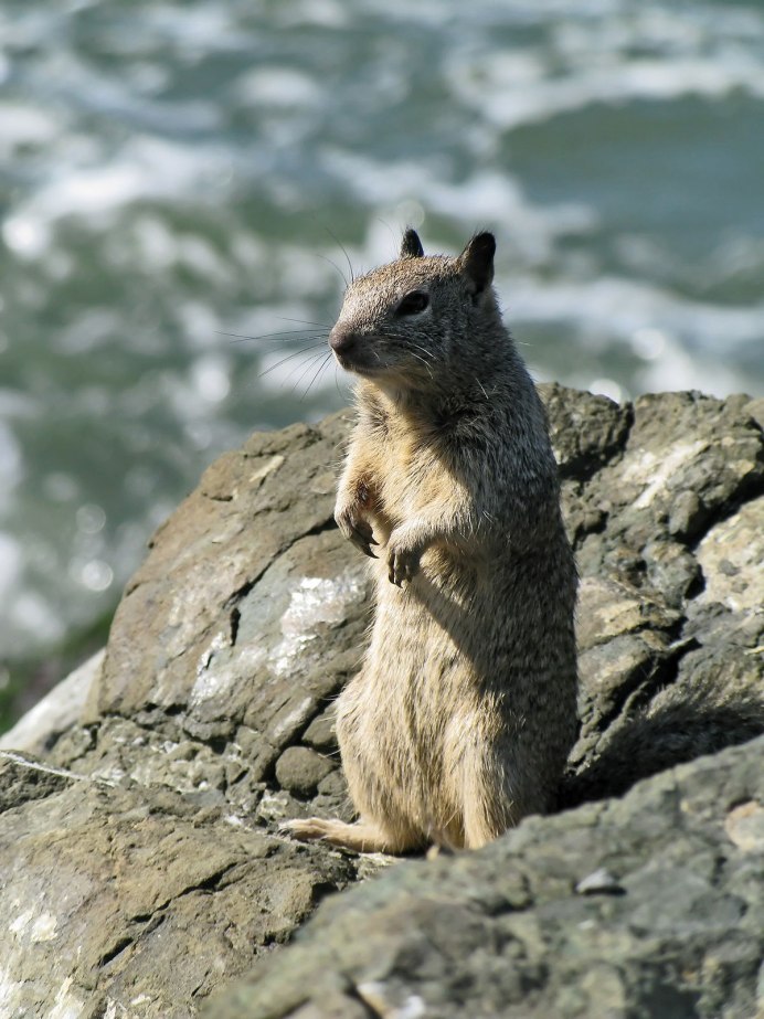 Калифорнийский суслик (Spermophilus beecheyi)