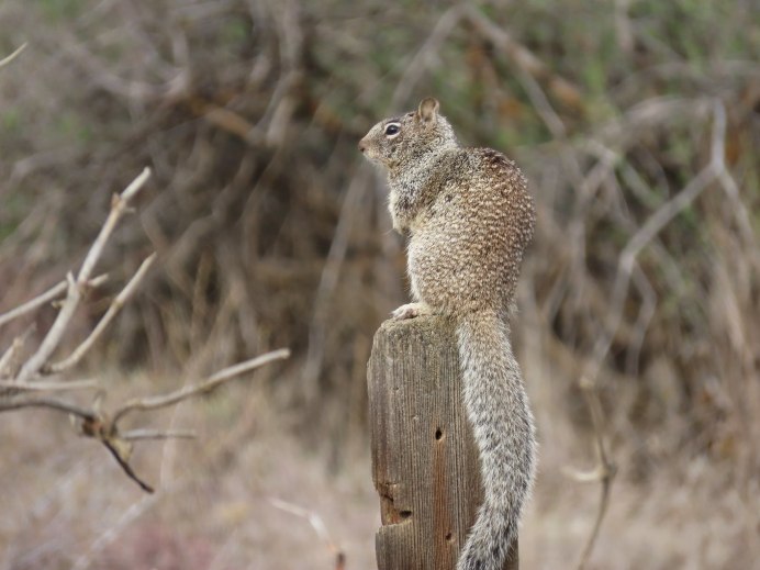 Калифорнийский суслик (Spermophilus beecheyi)