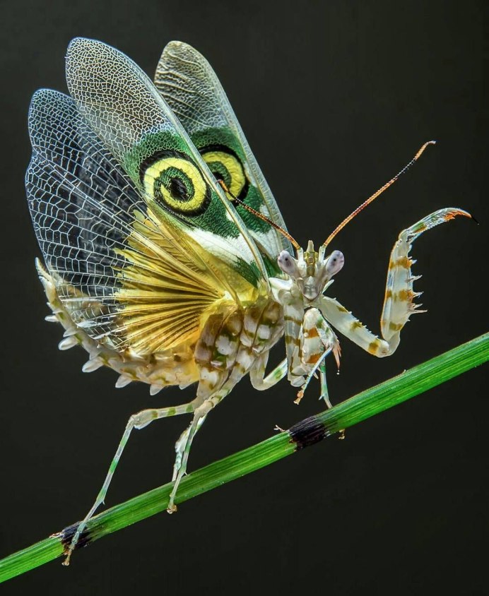 Кузнечик альбинос