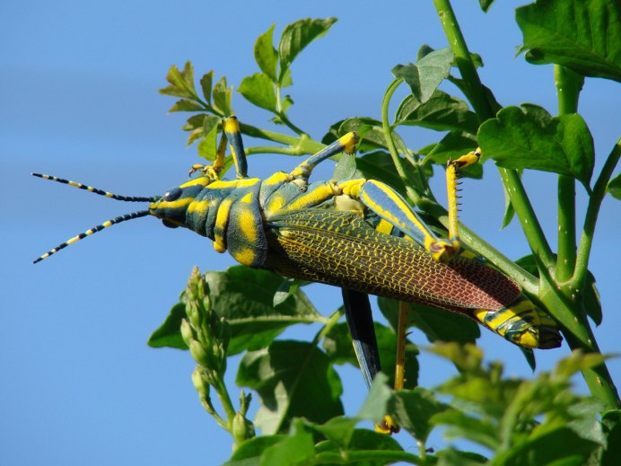 Кузнечик тетигония зеленый